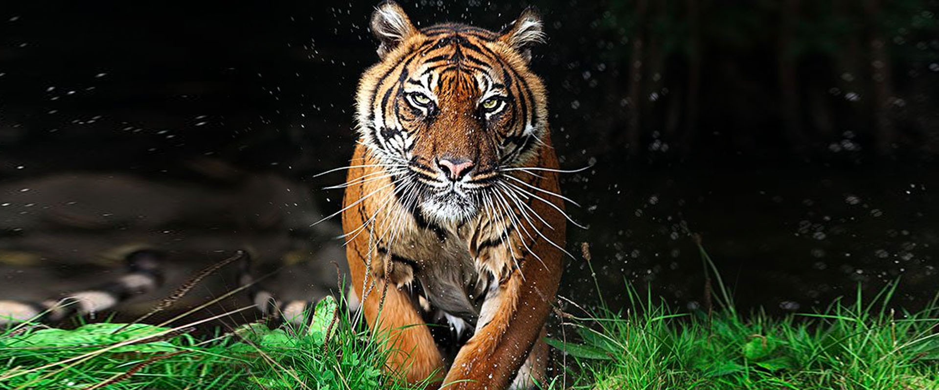 You Don’t Think Your Way Out of a Tiger Attack