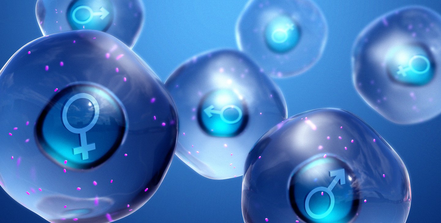 Caltech Researcher Discovers that Male and Female Mouse Brains have Different Neurons