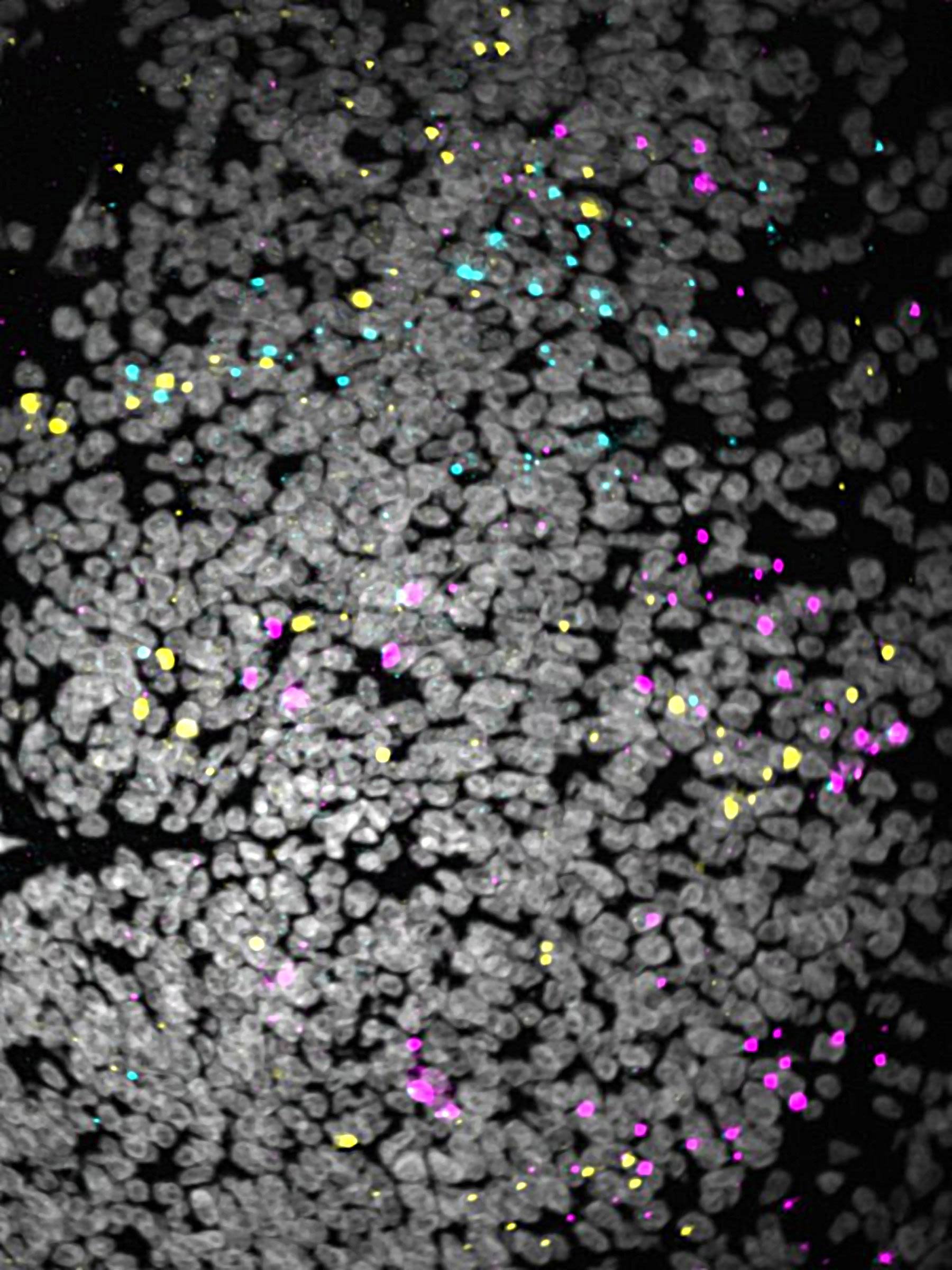 Visualizing DNA Labels in Cells and Tissues
