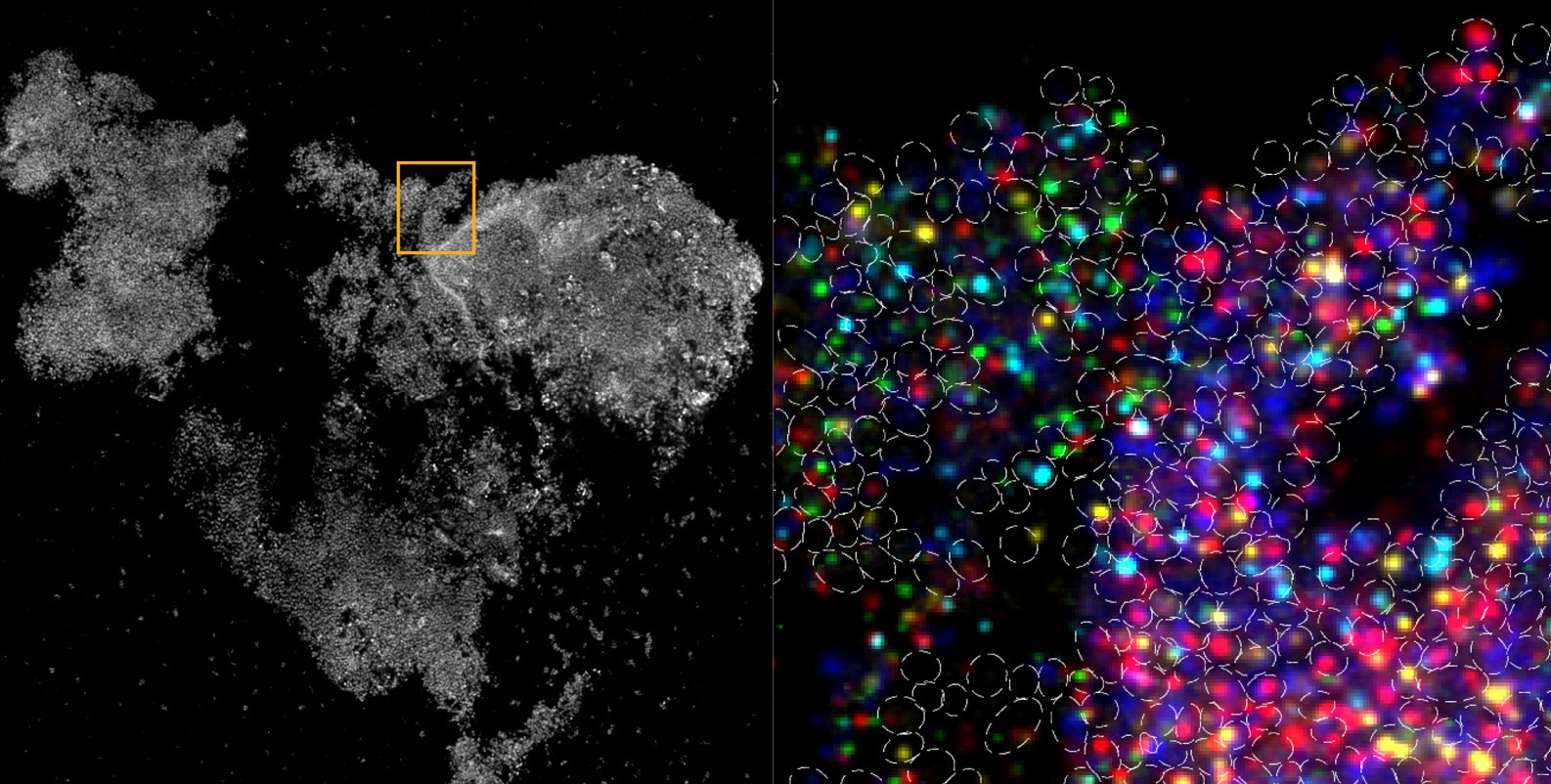 New Technique Surveys Microbial Spatial Gene Expression Patterns