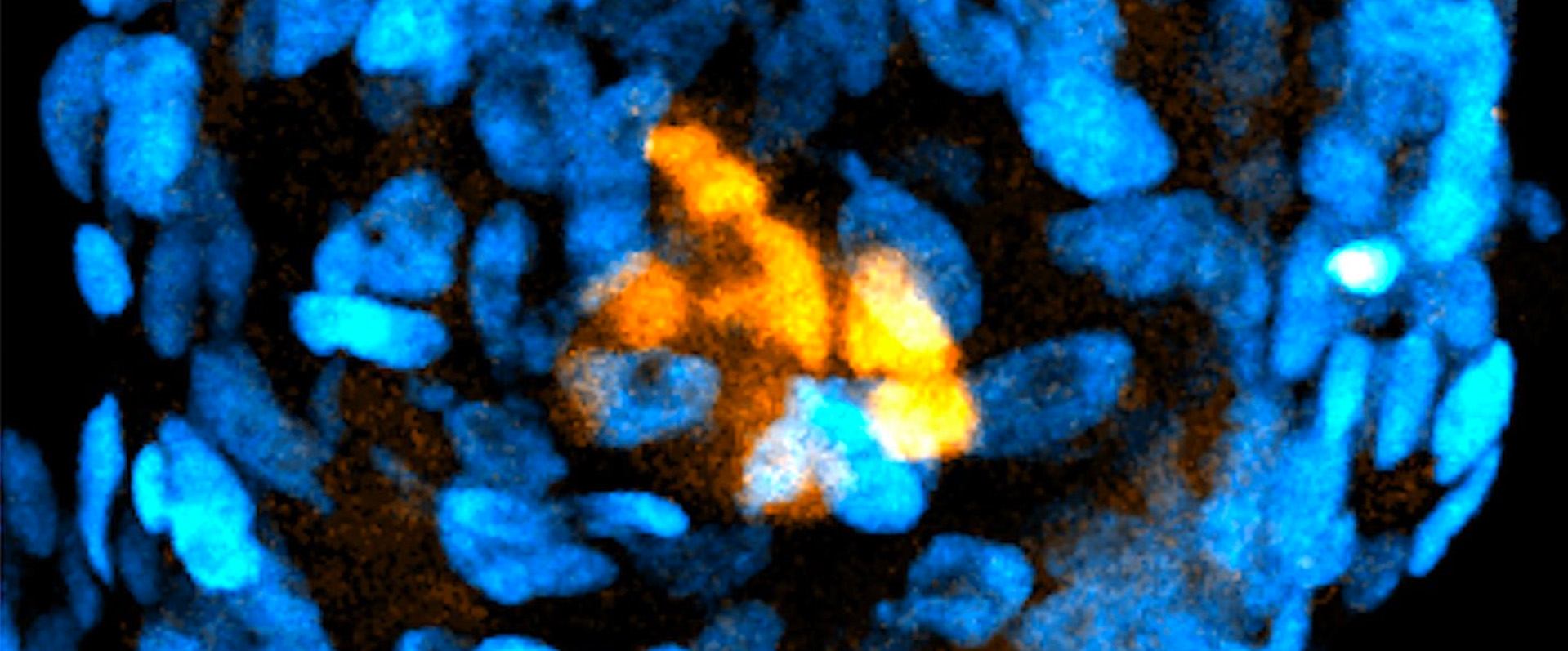 Researchers Build Embryo-Like Structures from Human Stem Cells