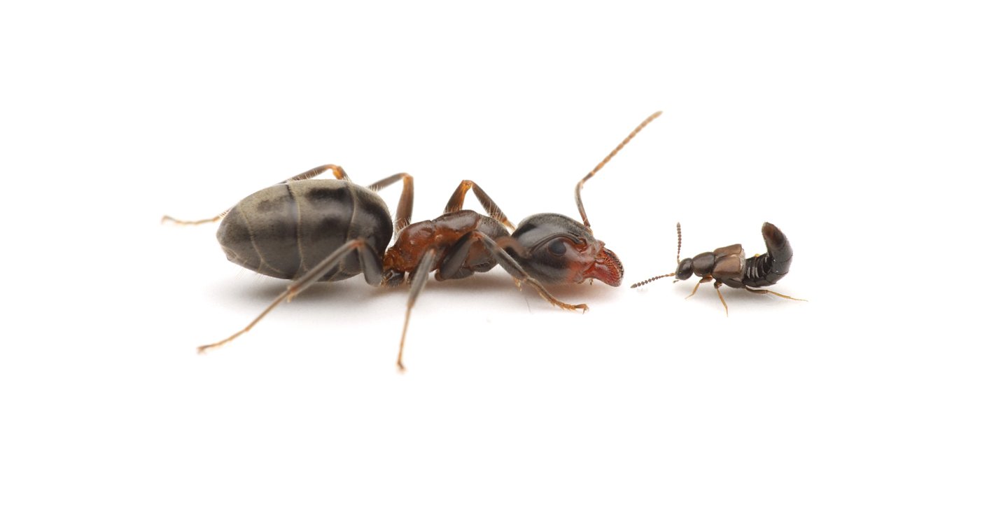 A Beetle Gland Illustrates How New Organs Evolve