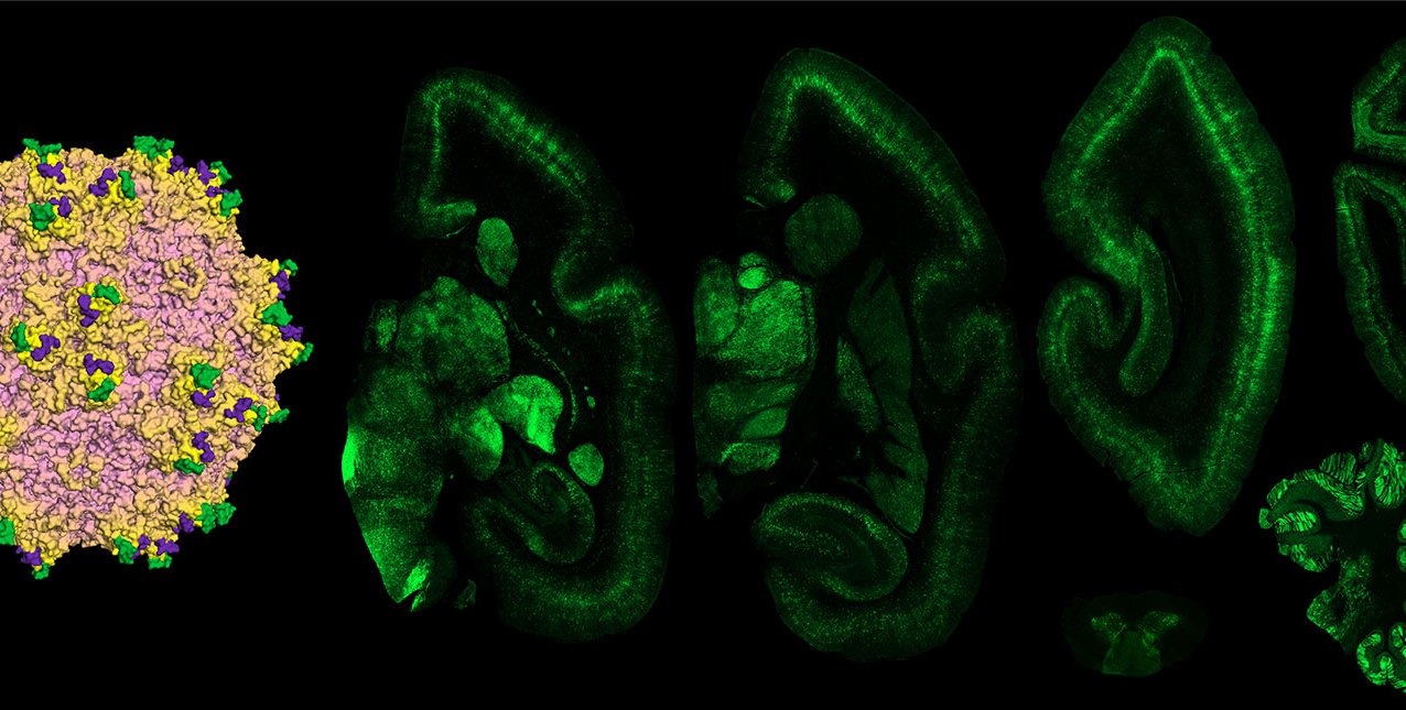 New Technology is One Step Closer to Targeted Gene Therapy