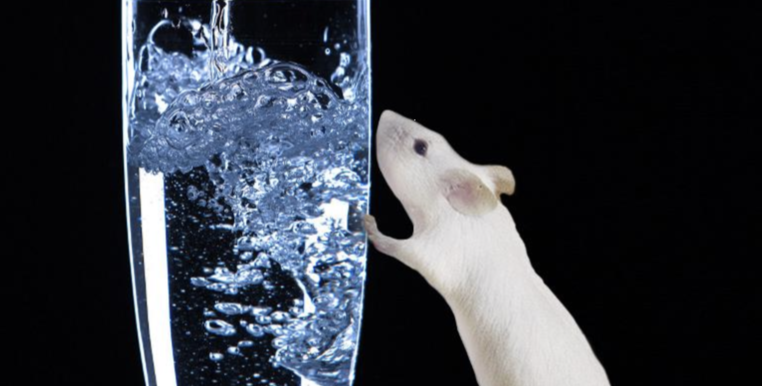 How Gut Neurons Communicate with the Brain to Control Thirst