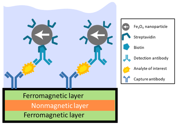 Early Liver Cancer Diagnosis Using Magnetoresistive Biosensors