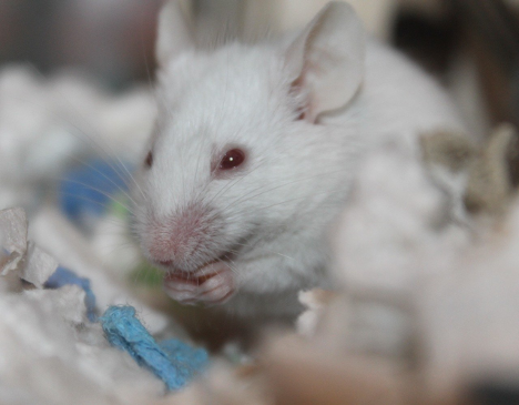 Stanford scientists uncover how brain regions keep each other on track