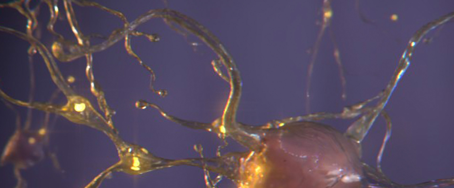 NanoNeuro 2022