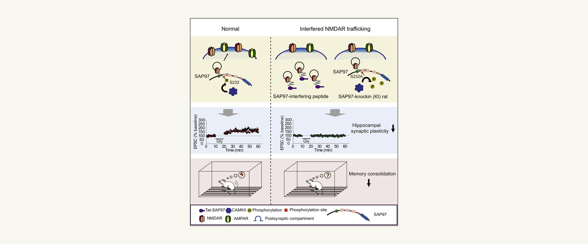 Cell Reports: Wei Lu and Tifei Yuan Collaborate on Research in New Mechanism behind Synaptic Plasticity and Memory Consolidation