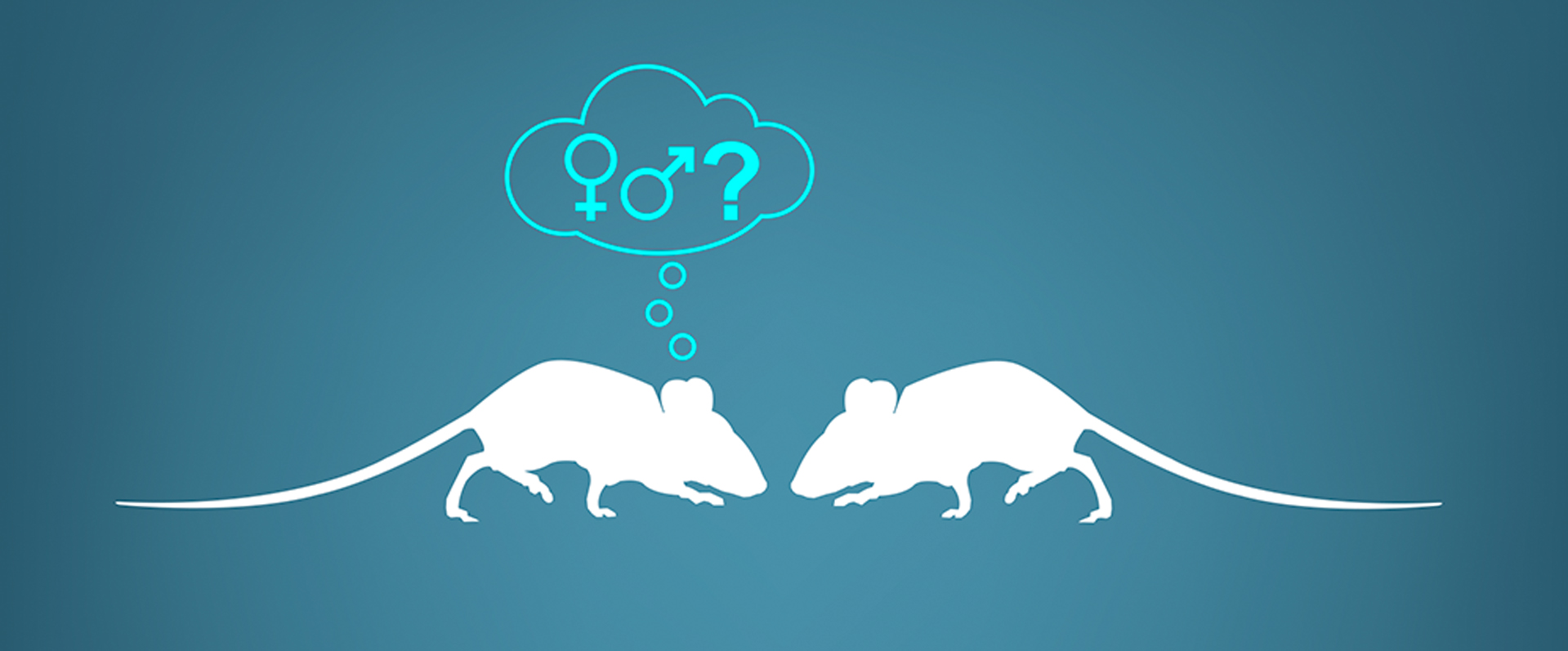 Friend or Foe? How Mice Decide to Make Love or War