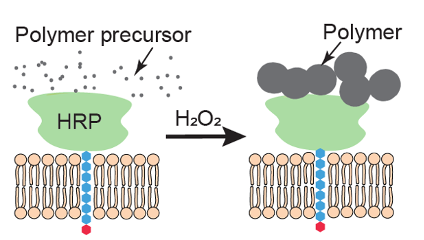 A key to assembling materials on the surface of live neurons