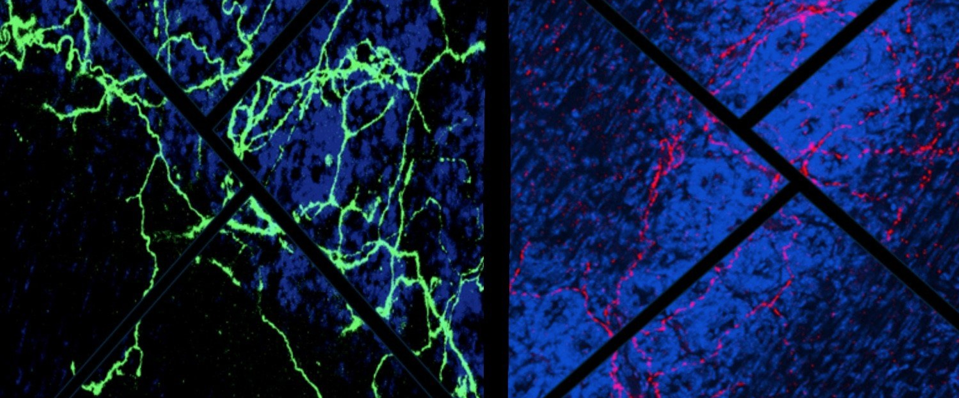 New Study Demonstrates How Autonomic Neurons Control Digestive Functions